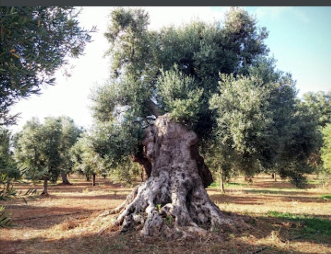 Room In Bb - Stunning Quadruple Room In Ancient Masseria Near The Sea In A Quiet Olive Trees Ostuni Exterior foto